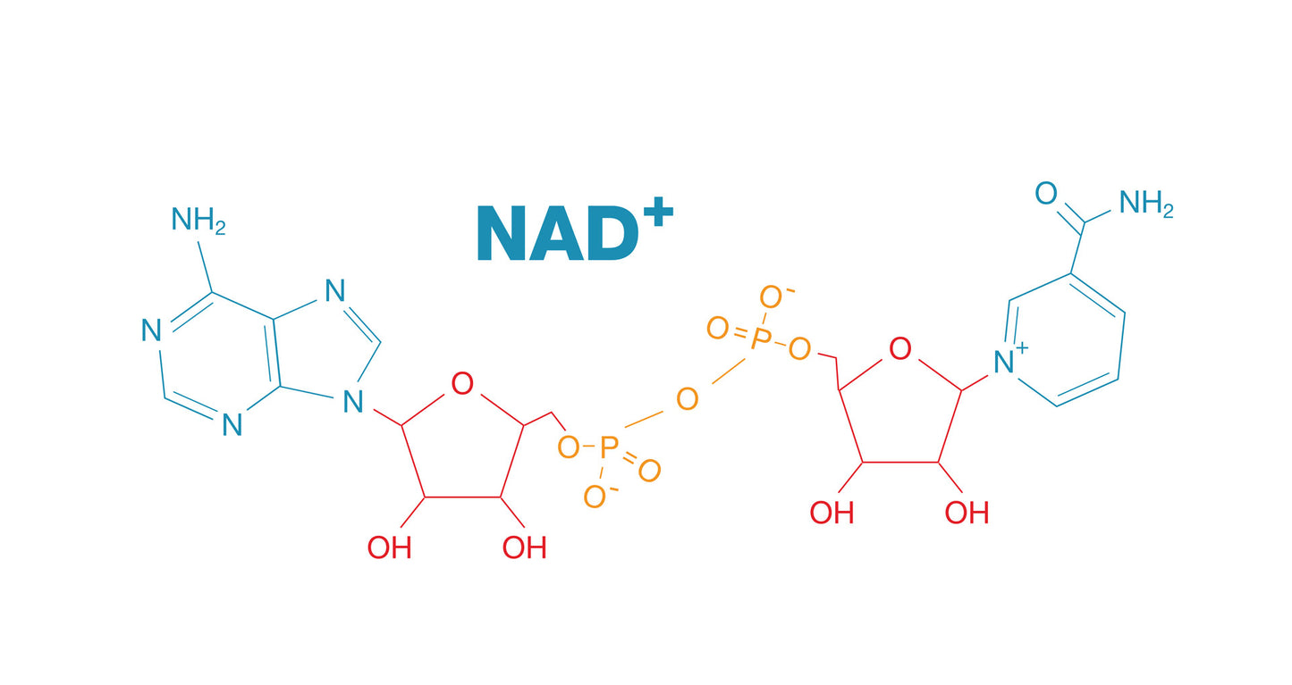 Molecule Modules Series - The NAD+ Infusion