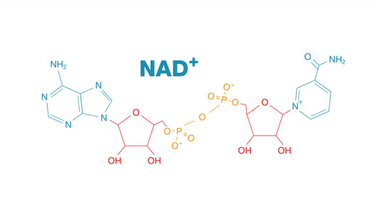 Molecule Modules Series - The NAD+ Infusion